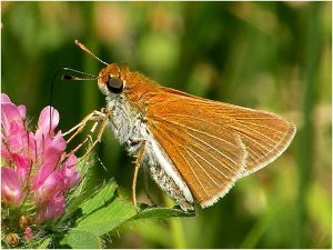 Two-Spotted Skipper